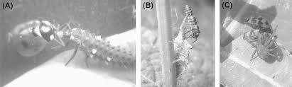 They promote genetic resistance in the target species, resulting in a population explosion of the target species. Biocontrol Of Insect Pests Sciencedirect