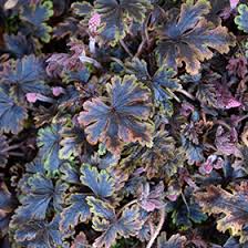 Image result for Ficalhoa laurifolia