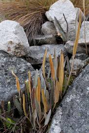 Image result for Elaphoglossum kivuense