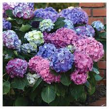 Hydrangea La Dreamin 3pc National Plant Network U S D A Hardiness Zones 5 10 Dried Flower Arrangements Hydrangea Macrophylla Perennial Flowering Vines