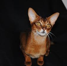 Abyssinian kittens for sale, (felis catus), also known as ethiopian kittens are short haired dometic kittens with a unique and interesting ticked. Merindalee Abyssinian Cat Breeder Melbourne Victoria