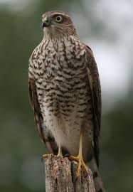 Small British Birds Of Prey Images Sparrow Hawk Bird Of Prey Hawk Bird Birds Of Prey Bird Photography