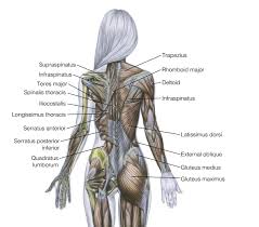 See how exercise helps the back. Github Amazingbooks Women S Strength Training Anatomy Part Reference Part Exercise This Books Is A Manual With Helpful Hints And Facts It Includes Beautiful Drawings To Guide You How To Exercise Your Muscles And In Which