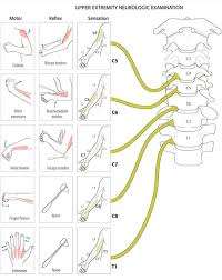 Pin By Emily Brooks On Neurologico Spine Health Medical Anatomy Plexus Products