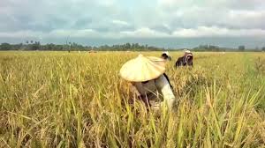 Filthy frank says welcome to the rice fields for 10 hours. Welcome To The Rice Fields Motherfucker Youtube