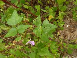 Image result for Dolichos trilobus