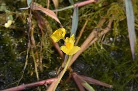 Image result for Utricularia stellaris