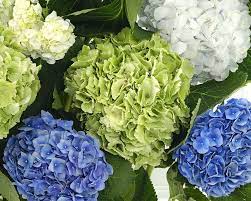 How To Grow Hydrangeas