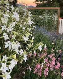 Image result for Nicolasia coronata