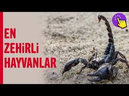 Dunyanin En Zehirli Hayvani Hayvanlar Alemi Ilginc Bilgiler Aklinda Olsun Youtube