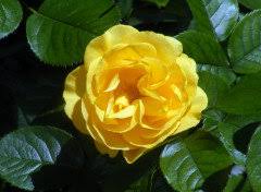 The lowell thomas award was awarded for the first time on the occasion of the club's 75th anniversary, october 17, 1980, by club president charles f. 2020 Color Threads Yellow Roses