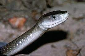 National Geographic News Snake Wranglers Black Mamba Black Mamba Snake Snake