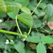 Image result for Desmodium scorpiurus
