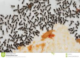 Jeden tag werden tausende neue, hochwertige bilder hinzugefügt. Ameisen In Der Kuche Stockfoto Bild Von Insekte Armee 50325848