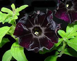 Pin On Flowers