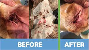 The yeast organisms are fungi called malassezia and they are normal (in small quantities) on the skin and in the ears. Remedy For Dog S Ear Infection That Works Youtube