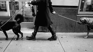 Maybe you would like to learn more about one of these? Where You Can Take Your Dog In Chicago Dog Friendly Chicago