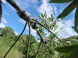 Image result for Breonadia salicina