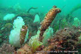 Image result for Styppeiochloa