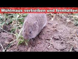 Wuhlmause Effektiv Vertreiben Bekampfen Mit Saurer Buttermilch Wuhlmaus Im Garten Hausmittel Youtube Wuhlmaus Vertreiben Buttermilch Vertreiben