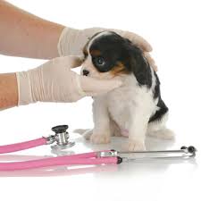 I don't know what breed she is exactly. Home Jonathan Wood Veterinary Surgeons
