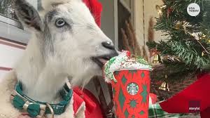 The biggest differences in oatly's barista edition milk is the amount of fat in the drink. Starbucks Spring Menu Includes New Iced Shaken Espresso Oat Milk Expansion