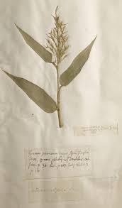 Image result for Olyra latifolia