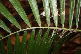 Image result for Calamus deerratus