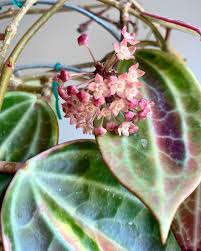 Image result for Carvalhoa macrophylla