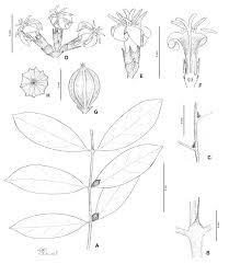 Image result for Tricalysia sp. E