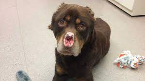 We did not find results for: Rottweiler Mix Found In Detroit With Nose Ears Chopped Off