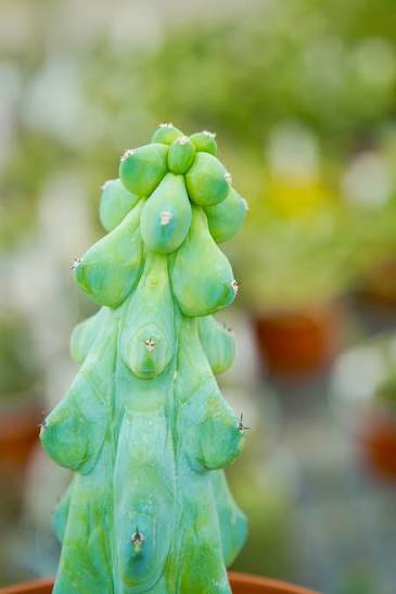 How to Care for Boobie Cactus - Succulents Box