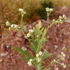 Image result for Parthenium