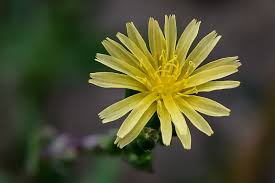 Image result for Lactuca ugandensis