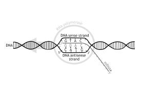 Replication Vs Transcription Difference And Comparison