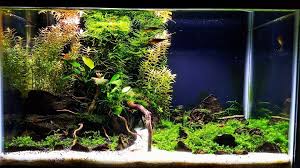 My Old Tank Miss It So Much Was My Masterpiece Took Almost 2 Years To Get It Like This But On To The Next Now I Planted Aquarium Freshwater Aquarium Fish Tank