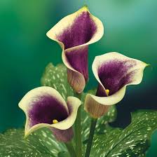 Never allow a calla lily to sit in use a good peat moss based potting soil that is well aerated and drains quickly. Picasso Calla Lily Bulbs Zantedeschia High Country Gardens