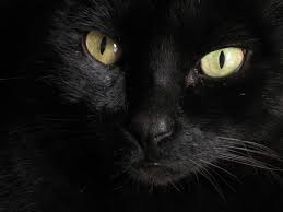 Cats Musical Wikiquote