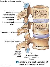 A Lateral And Section View Of Three Articulated Vertebrae Human Body Systems Anatomy And Physiology Muscle Anatomy