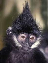 White monkey with long hair. Francois Langur White Facial Hair And Spiky Crest Monkey Species Monkeys Funny Weird Animals