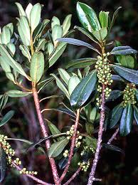 Image result for Myrsinaceae