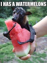 Bat Meme Google Search Cute Animals Animals Animals Beautiful
