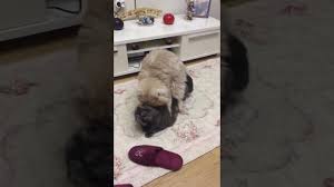 Exchotic Ve Iran Kedi Ciftlesmesi Youtube