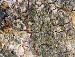 Image result for Scolopia mundii