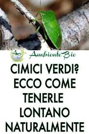 Cimici In Casa E Nell Orto Ecco Come Sbarazzarsene Con 7 Rimedi Naturali Rimedi Naturali Cimici Cimice Verde