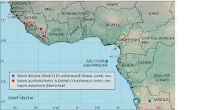 Image result for Vepris renieri