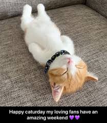 We have collect images about happy catur. Caturday Meme Video Gifs Funny Pets Videos Cute Pets Videos Funny Animals Videos Cute Animals Videos Funny Dogs Videos Cute Dogs Videos Funny Cats Videos Cute Cats Videos
