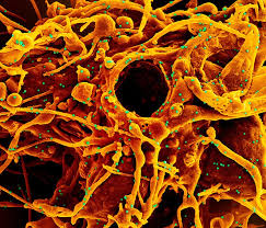 The deputy chief health officer said the. Scientists Zero In On Long Sought Marker Of Covid Vaccine Efficacy