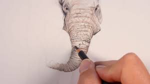 Realistic elephant drawing trunk up. Simple Elephant Drawing Trunk Up