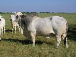 Brucey the brahman bull loves long walks on the beach, belly rubs 'like a dog', and has 700 facebook friends. Study Shows Bull Selection Critical In Rebuilding Herds Abingdon Stockyard Properties